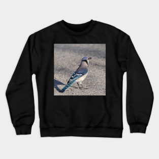 Blue Jay in Parking Lot Crewneck Sweatshirt